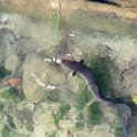 AUS QLD LakeBarrine 2001JUL17 014  Here's a fresh water eel. : 2001, 2001 The "Gruesome Twosome" Australian Tour, Australia, Date, July, Lake Barrine, Month, Places, QLD, Trips, Year